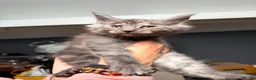 Maine Coon cats for sale: Gorgeous Maine Coon Kittens - Advert 21