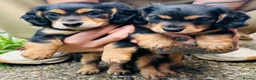 Miniature Dachshund dogs for sale: Black&Tan Puppies Looking for Their Forever Homes! - Advert 14