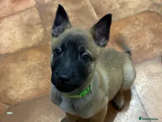 Belgian Shepherd Dog dogs KC Registered & Health Tested Belgian Malinois - Advert 12