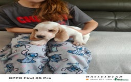 Basset Hound dogs for sale: Bassett Hound Puppies for Sale - Image 12