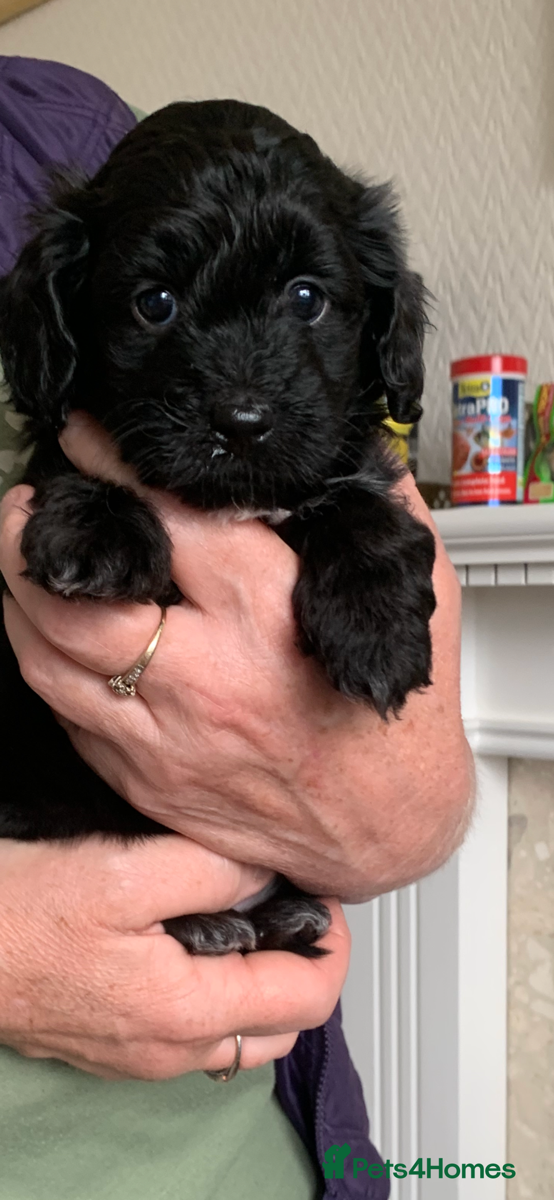 Shihpoo dogs for sale: Health tested shihpoo x toy poodle pups  - Image 8