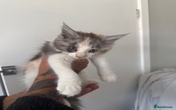 British Longhair cats for sale: Part main coon  - Image 4