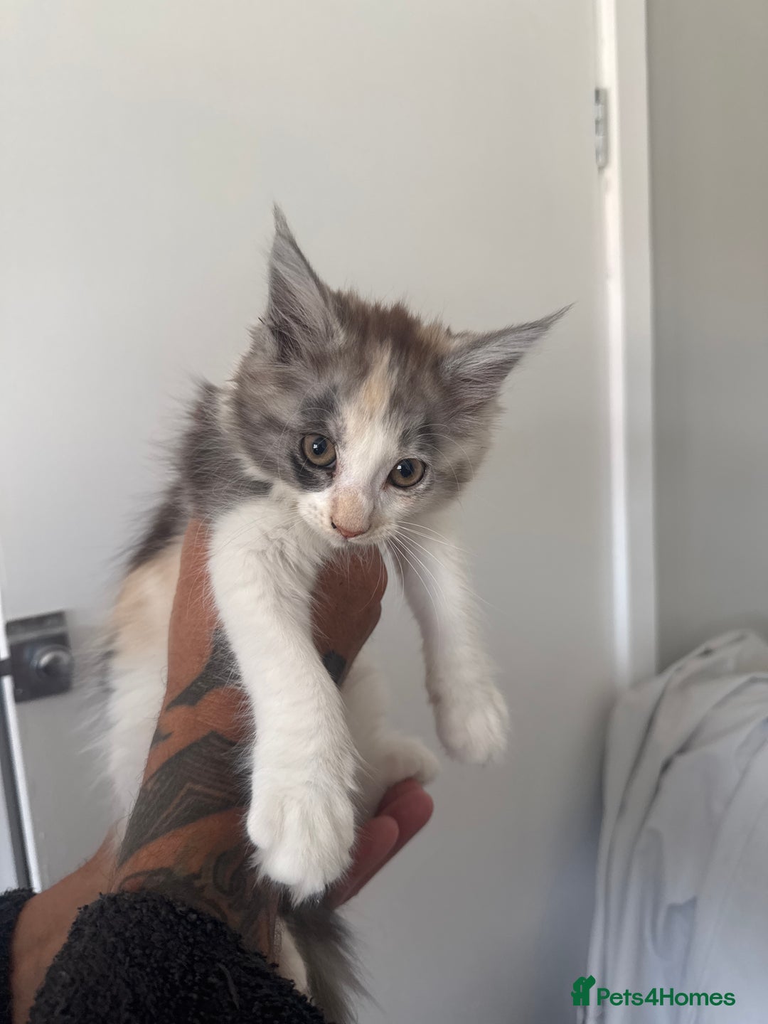 British Longhair cats for sale: Part main coon  - Image 4