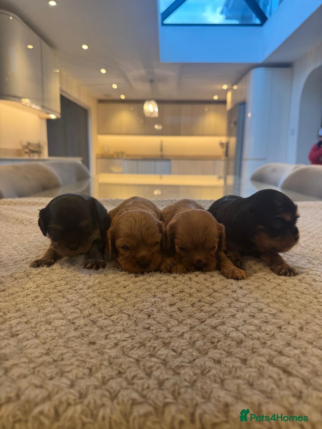 Cavalier King Charles Spaniel dogs for sale: 🐶5 generation kc registered tiny cavalier🐶 - Image 1