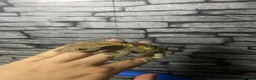 Gecko reptiles for sale: Male and female crested geckos for new home  in Blaydon-on-Tyne - Advert 4