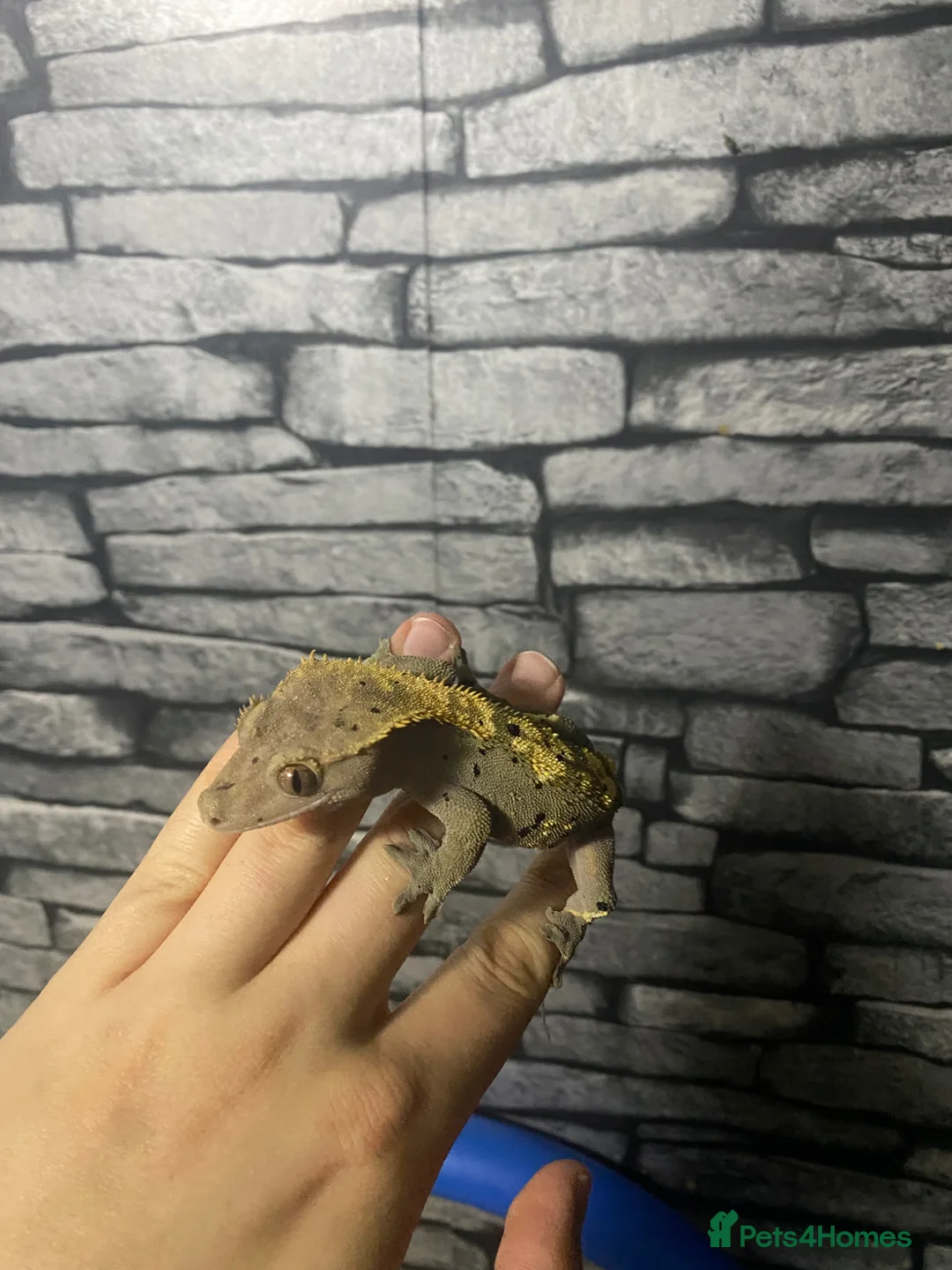 Gecko reptiles for sale: Male and female crested geckos for new home  in Blaydon-on-Tyne - Advert 4