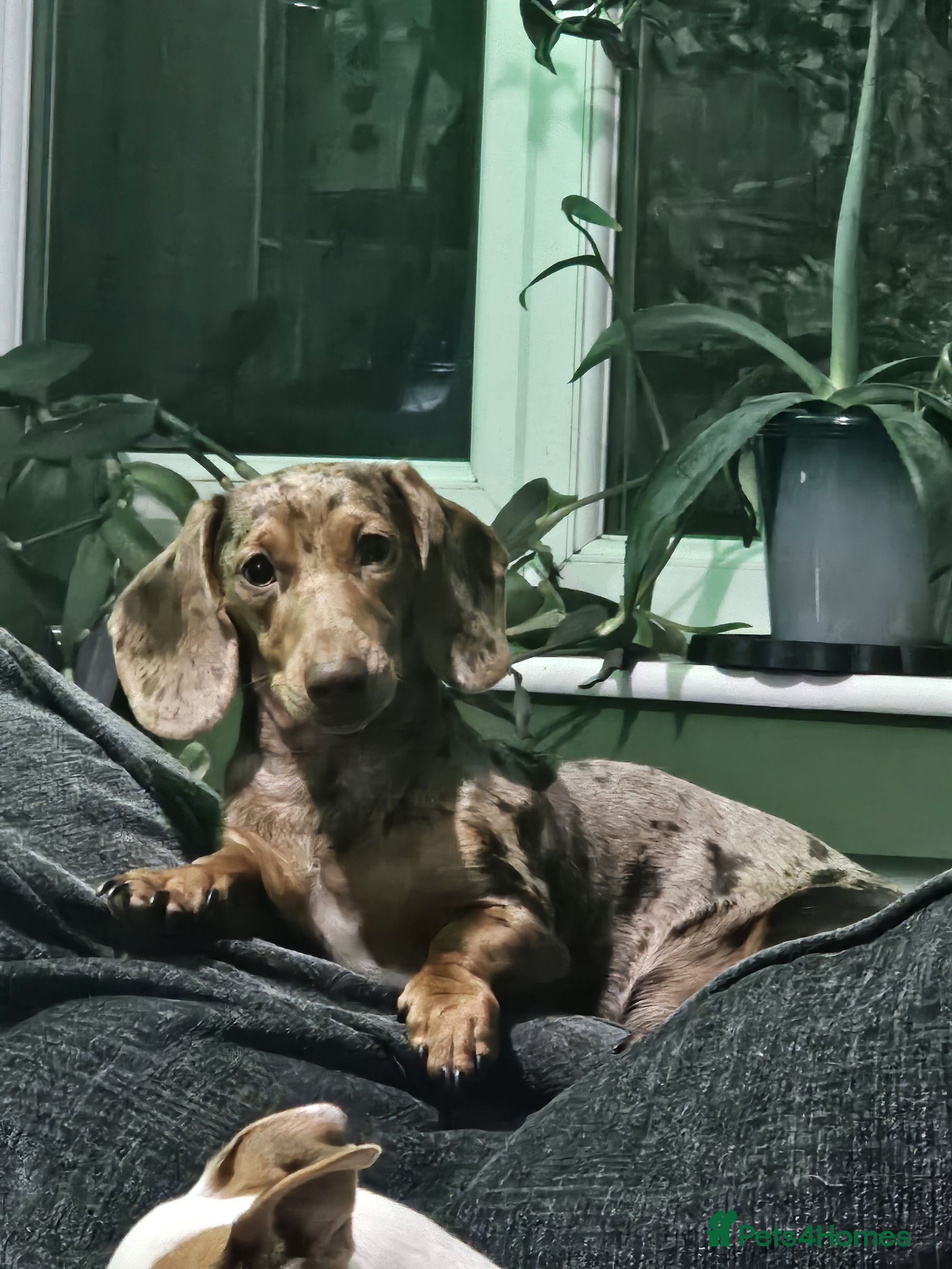 Dachshund dogs Miniture dachshunds - Advert 7