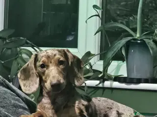 Dachshund dogs Miniture dachshunds - Advert 5