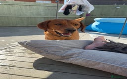 Labrador Retriever dogs for sale: OAKLEY RED FOX LABRADOR  - Image 4