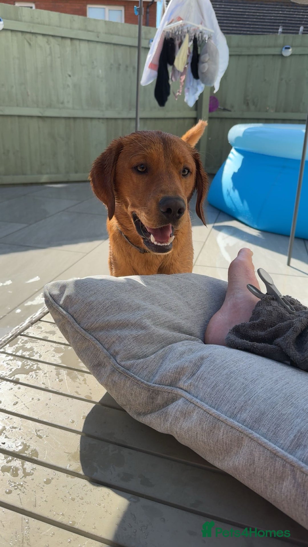 Labrador Retriever dogs for sale: OAKLEY RED FOX LABRADOR  - Image 4