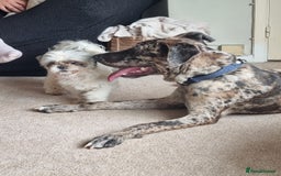 Mixed Breed dogs for sale: Beautiful Rocco looking for 5⭐️ home - Image 7