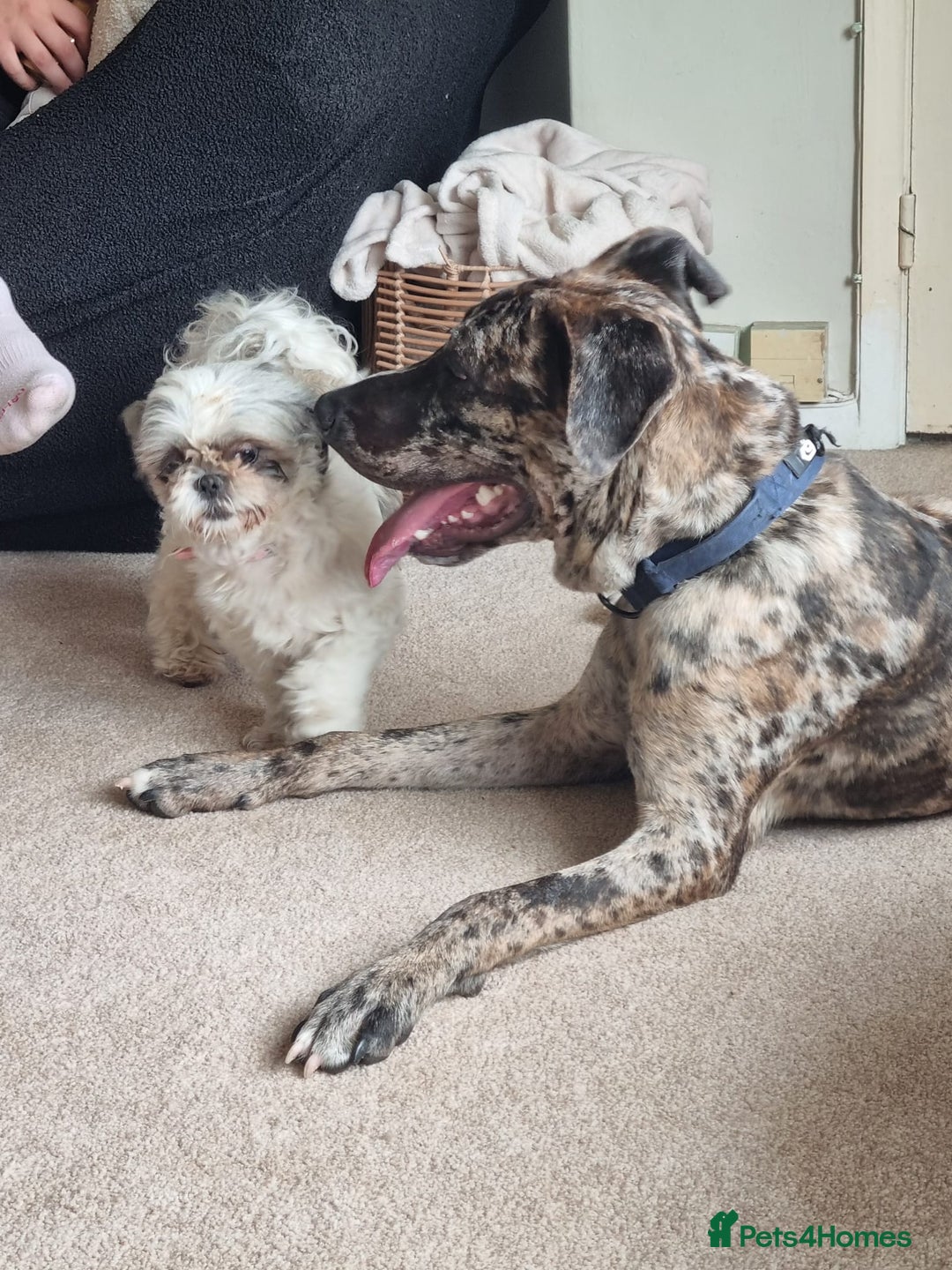Mixed Breed dogs for sale: Beautiful Rocco looking for 5⭐️ home - Image 7