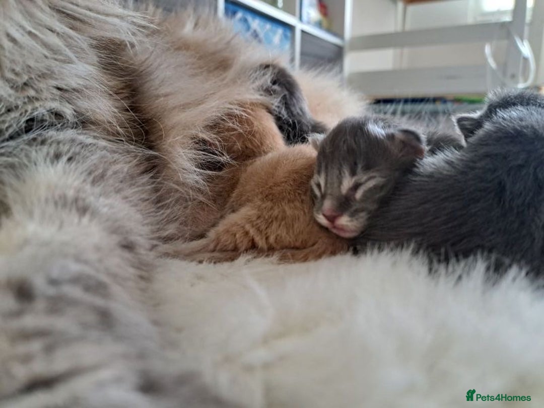 Maine Coon cats for sale: Maine coon kittens for sale  - Image 7