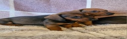 Dachshund dogs for sale: Gorgeous KC standard dachsund pups - Advert 2