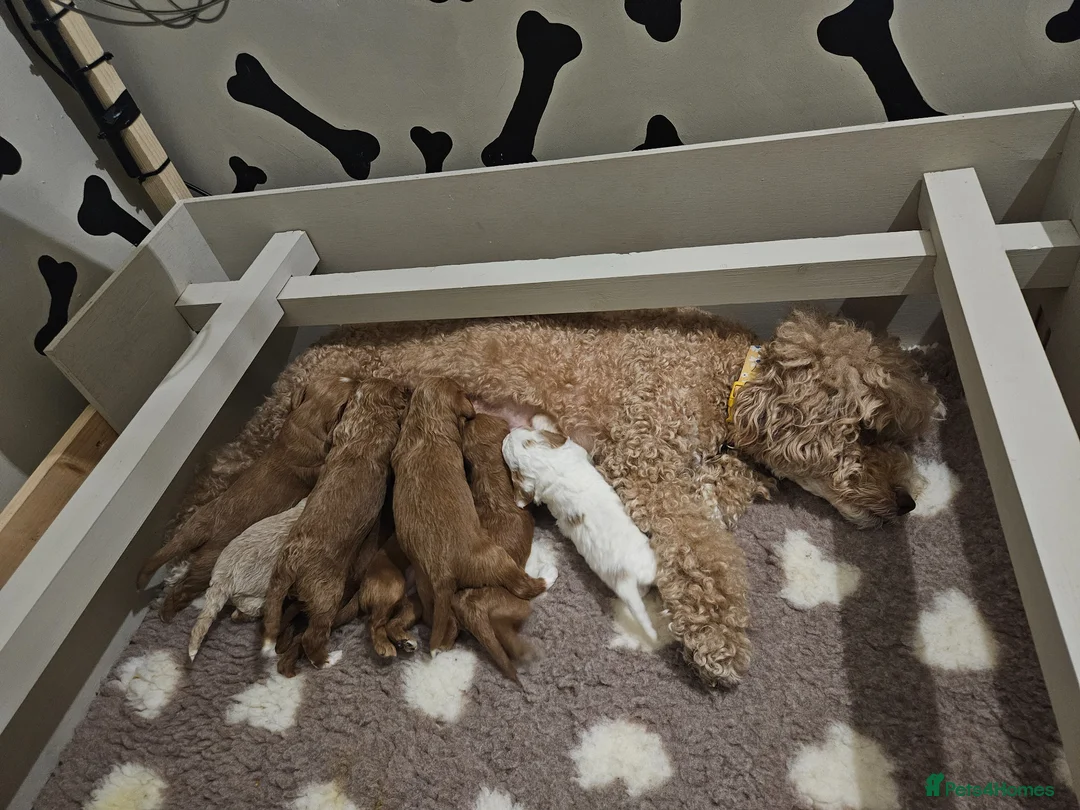 Mixed Breed dogs for sale: Australian labradoodle x cockapoo - Advert 2