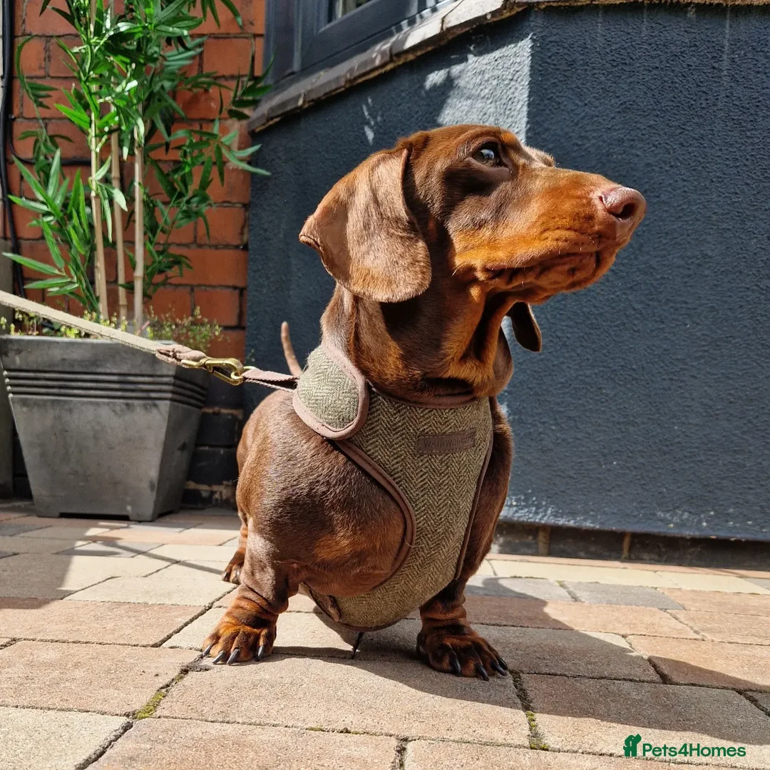 Miniature Dachshund dogs for stud: ** ROGUEROYALES STUD DASH ** PRA Clear in Wolverhampton - Advert 4
