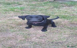 Labrador Retriever dogs for sale: 5 month old black labrador puppy - Image 4