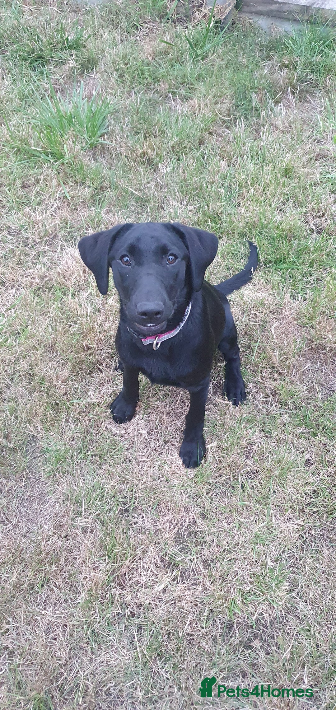 Labrador Retriever dogs for sale: 5 month old black labrador puppy - Image 4
