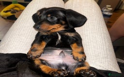 Miniature Dachshund dogs for sale: Mini dachshunds  - Advert 3
