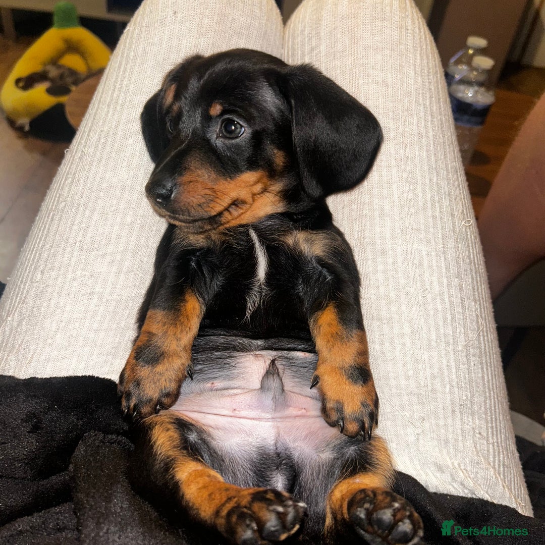 Miniature Dachshund dogs for sale: Mini dachshunds  - Advert 3