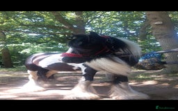 Other Breed horses for sale: lovely little mare  - Image 6
