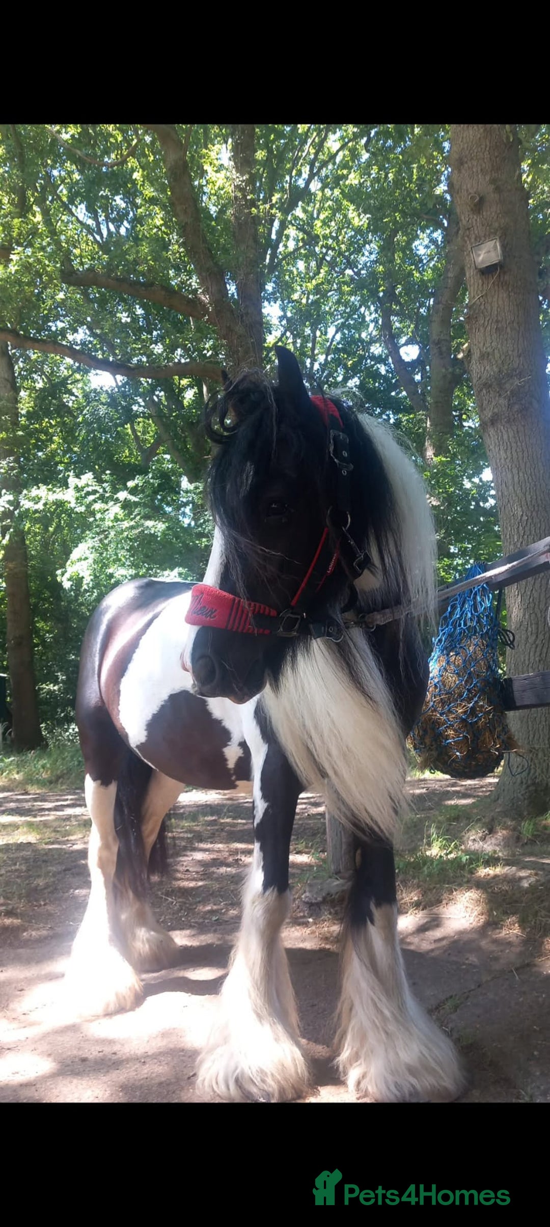 Other Breed horses for sale: lovely little mare  - Image 6