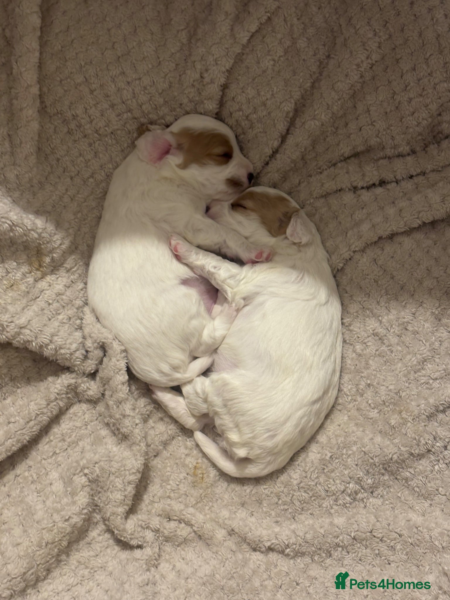 Mixed Breed dogs 2 cavapoo puppies for sale - Advert 16