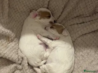 Mixed Breed dogs 2 cavapoo puppies for sale - Advert 16