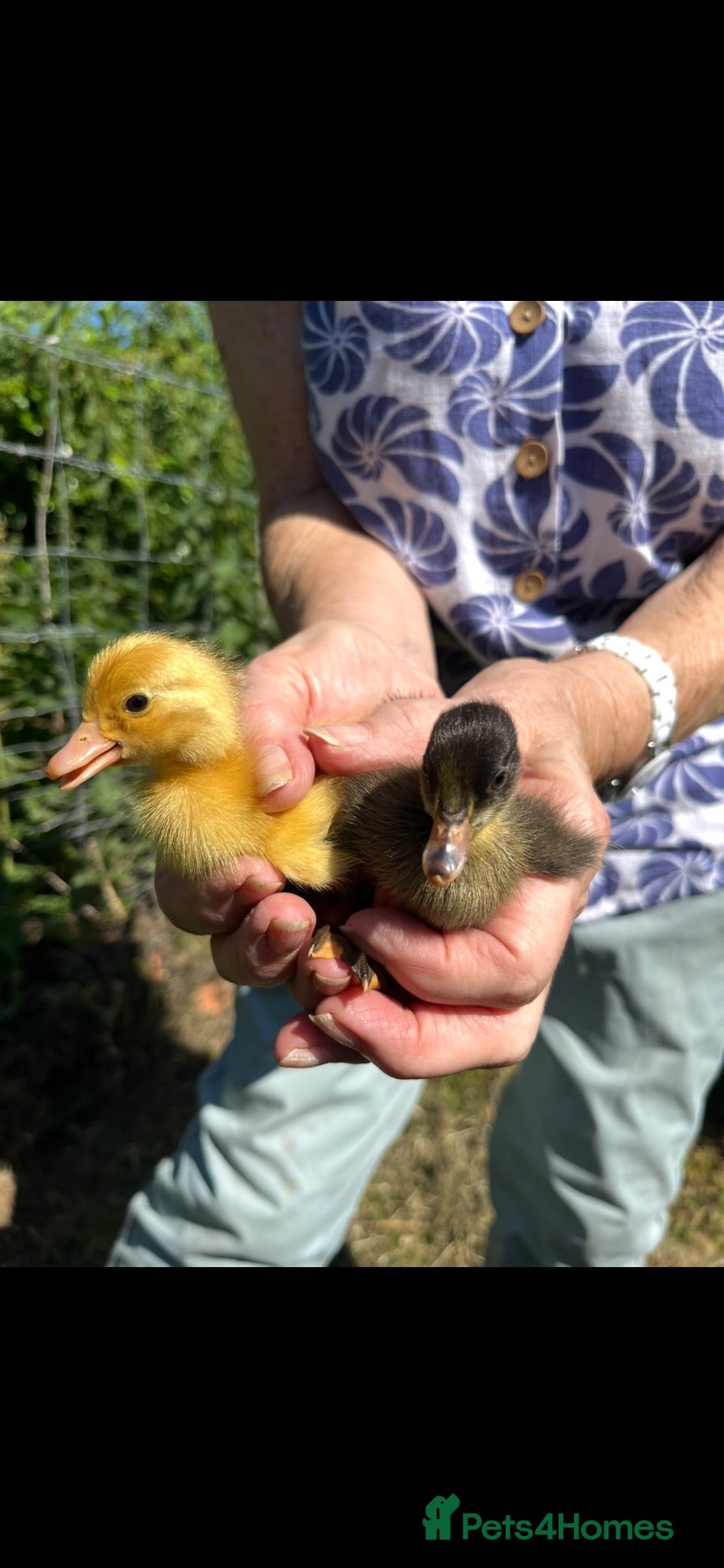 Ducks poultry Ducklings Dutch hookbill rear breed - Advert 1