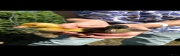 Ducks poultry for sale: Ducklings Dutch hookbill rare breed - Advert 1