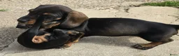 Miniature Dachshund dogs for sale: £1250 **Ready now** Mini dachshund puppies - Advert 3
