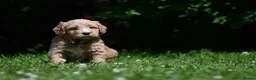 Goldendoodle dogs for sale: Quality Health Tested Goldendoodles - Advert 29