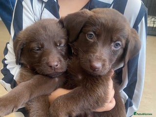 Mixed Breed dogs Beautiful Puppies – Few Left! - Advert 17