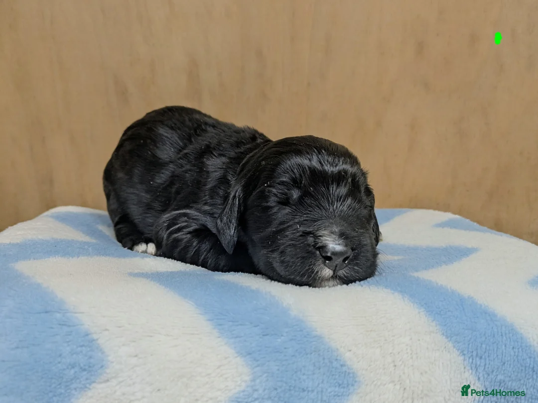 Sprocker dogs for sale: Gorgeous sprockers - Advert 3