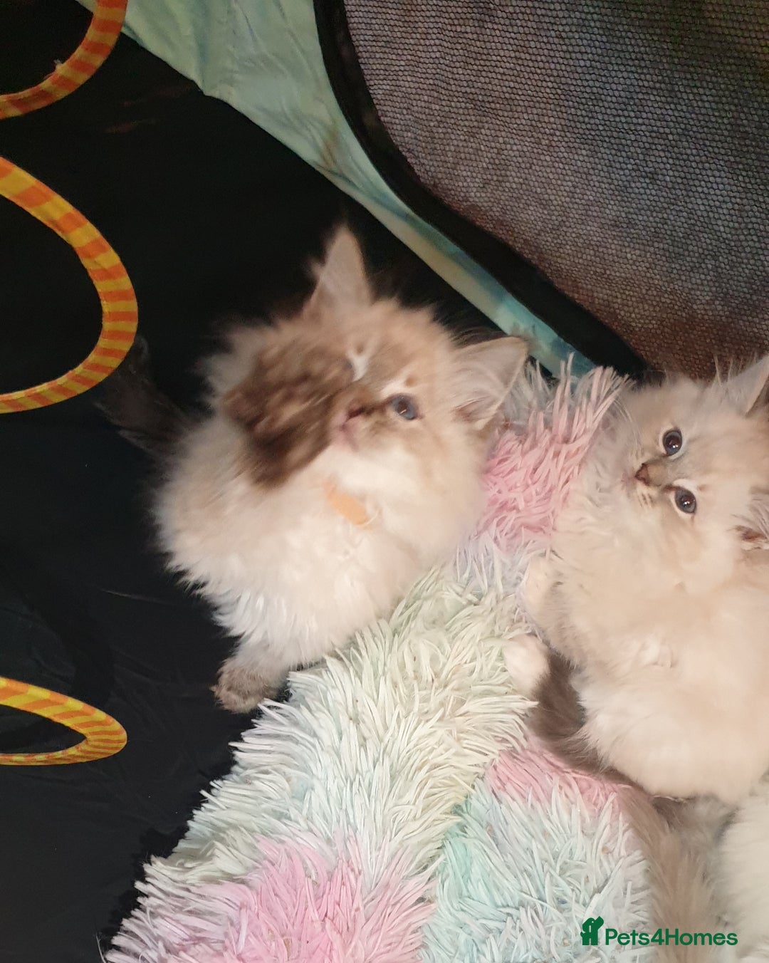 Ragdoll cats for sale: Absolutely Stunning GCCF Registered Kittens. - Advert 6