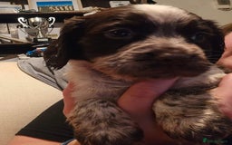 Sprocker dogs for sale: Sprocker puppies - Image 1