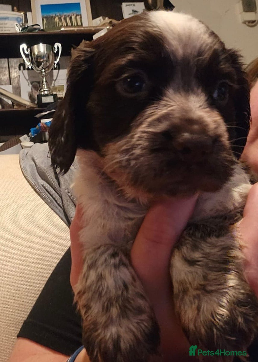 Sprocker dogs for sale: Sprocker puppies - Image 1