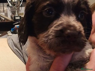 Sprocker dogs - Advert 24