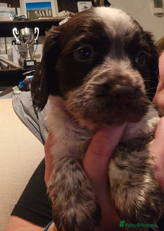 Sprocker dogs - Advert 2