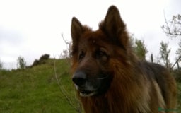 German Shepherd dogs for sale: German shepherd pups for sale  - Image 7