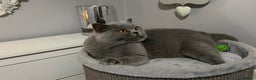 British Shorthair cats for stud: 👑🏆 CHAMPION BRED BLUE BOY FOR STUD 🏆👑 in Derby - Advert 4