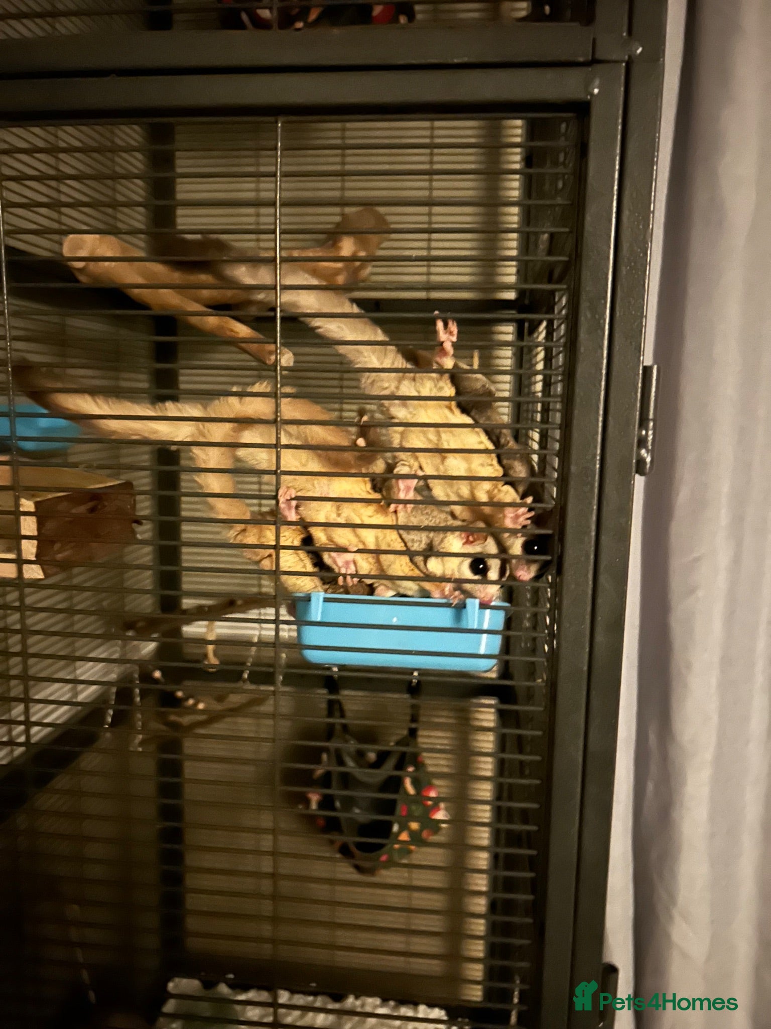 Sugar Glider rodents 3 sugar gliders + enclosure + toys/hammocks ect  - Advert 5