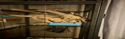 Sugar Glider rodents for sale: 3 sugar gliders + enclosure + toys/hammocks ect  in Chesterfield - Advert 1