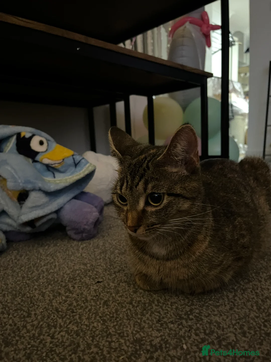 Mixed Breed cats for sale:  2 mixed breed kittens  - Advert 1