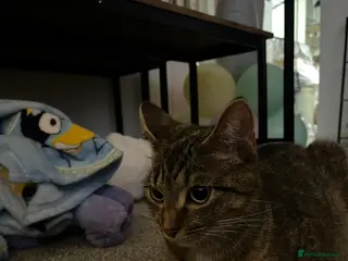 Mixed Breed cats 2 mixed breed kittens - Advert 6