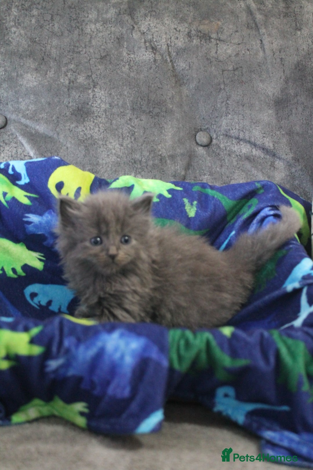 Ragdoll cats for sale: Ragdoll cross kittens - Advert 2