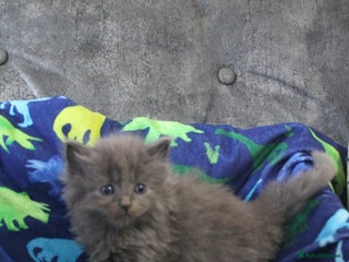 Ragdoll cats Ragdoll cross kittens - Advert 17