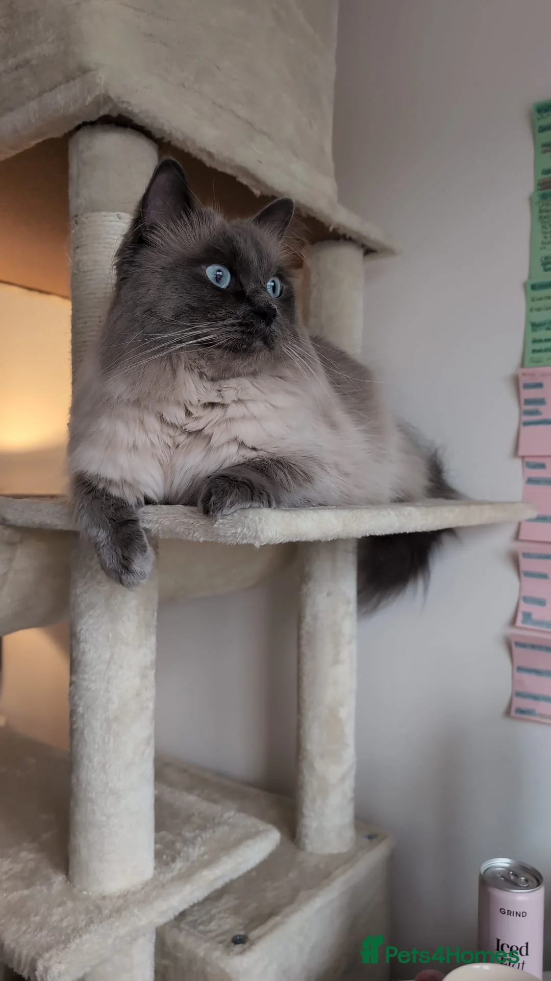 Ragdoll cats for sale: Ragdoll Male for Sale  - Advert 5