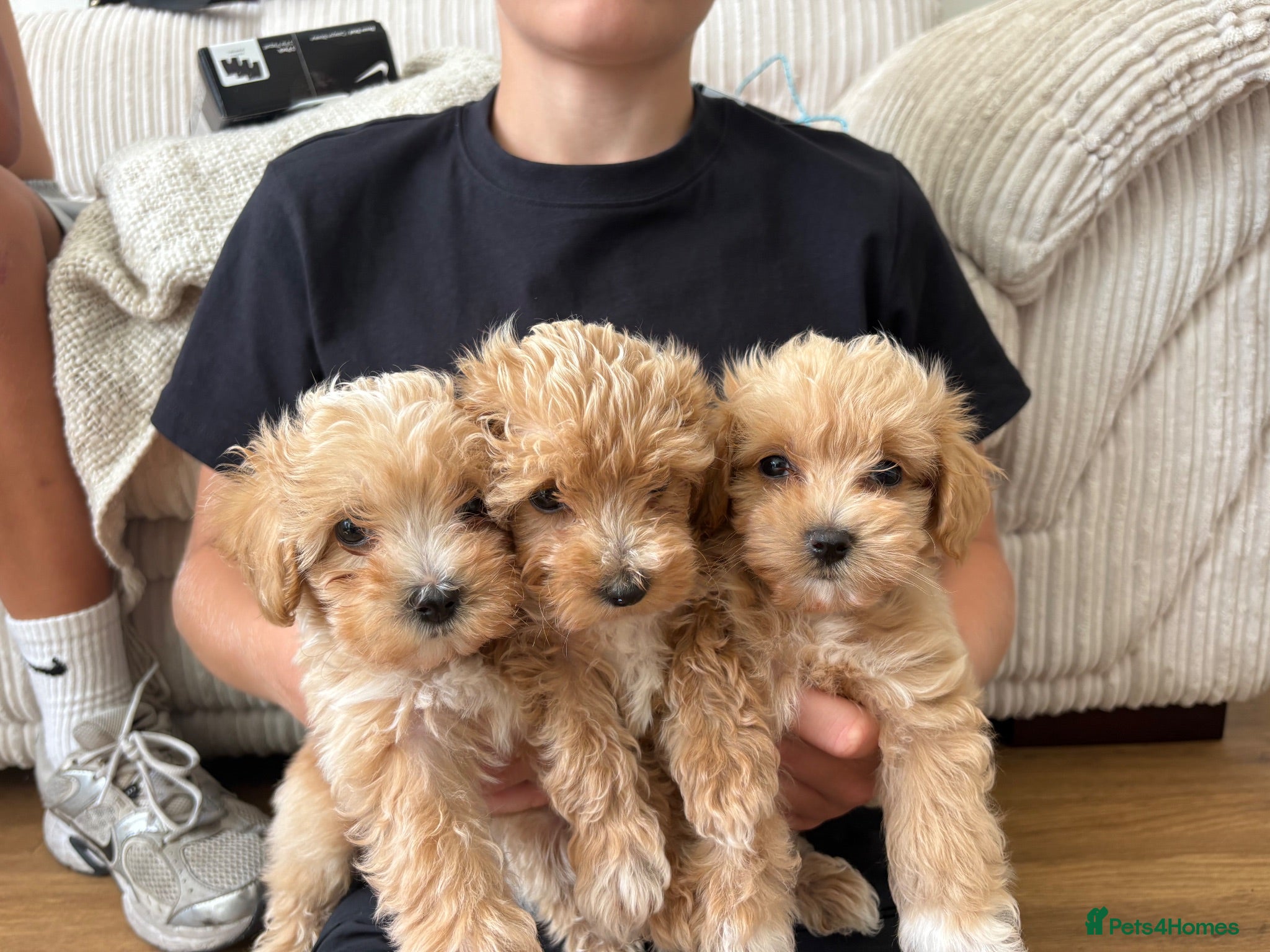 Maltipoo dogs Ready Sunday!! Beautiful Maltipoo pups ❤️❤️ - Advert 2