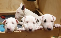 Bull Terrier dogs for sale: ALL-WHITE Bull Terriers - Image 5